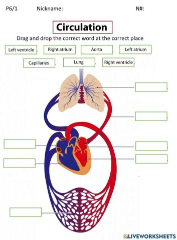 Circulatory system