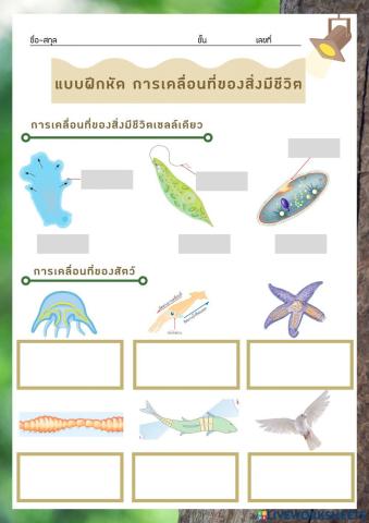 แบบฝึกหัด การเคลื่อนที่ของสิ่งมีชีวิต