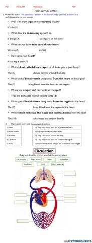 Circulatory system