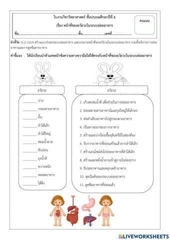 หน้าที่ของอวัยวะในระบบย่อยอาหาร