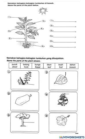 Tumbuhan