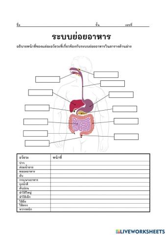 ใบงานที่ 1 ระบบย่อยอาหาร