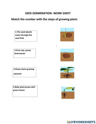 Germination of seed