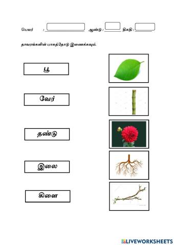 Parts of plants