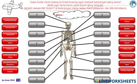 Susunan Tulang Manusia