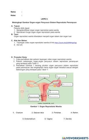 Organ Reproduksi Wanita