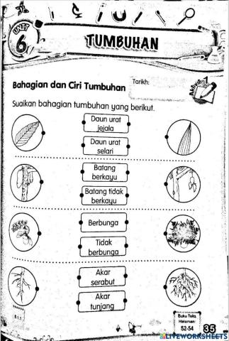 Bahagian dan ciri tumbuhan