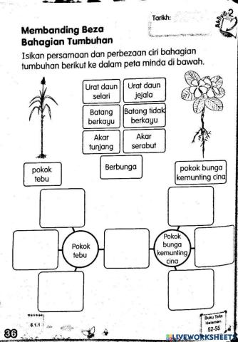 Banding beza bahagian tumbuhan