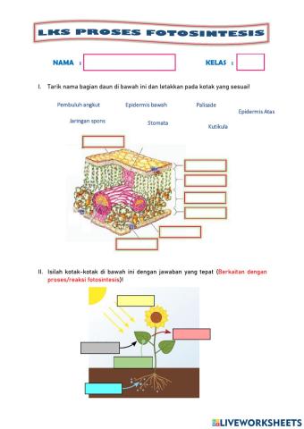 LKPD Proses Fotosintesis