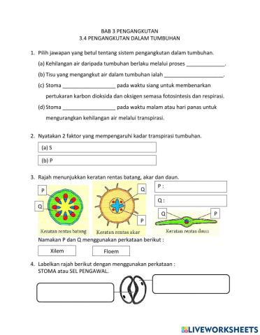 3.4 Pengangkutan dalam Tumbuhan