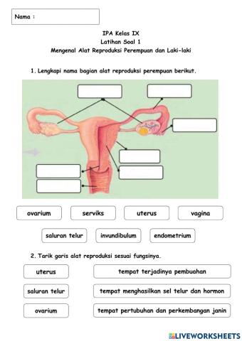 Alat reproduksi manusia