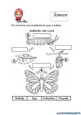 Life cycle