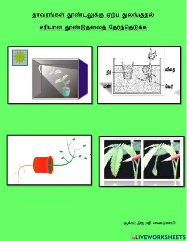 தாவரங்கள் தூண்டலுக்கு ஏற்ப துலங்குதல்