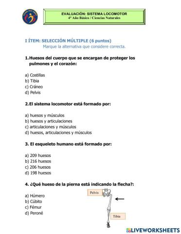 Sistema locomotor