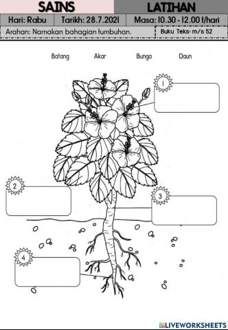 Sains: Bahagian Tumbuhan