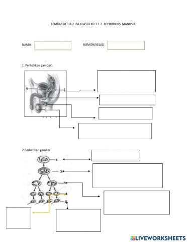 Sistem Reproduksi 2 kelas IX