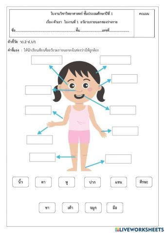 ใบงาน ตัวเรา