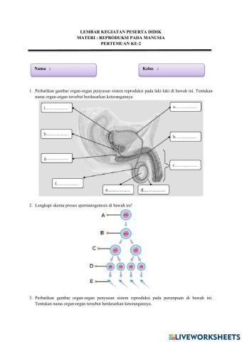 LKPD Sistem Reproduksi Manusia