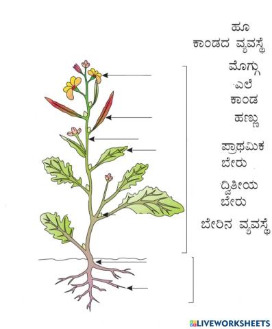 ಸಸ್ಯದ ಭಾಗಗಳು