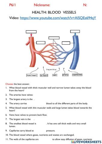 Blood vessels