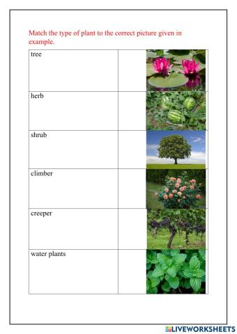 Types of plants