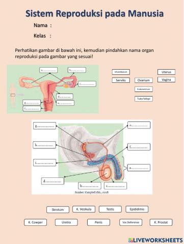 Organ Reproduksi