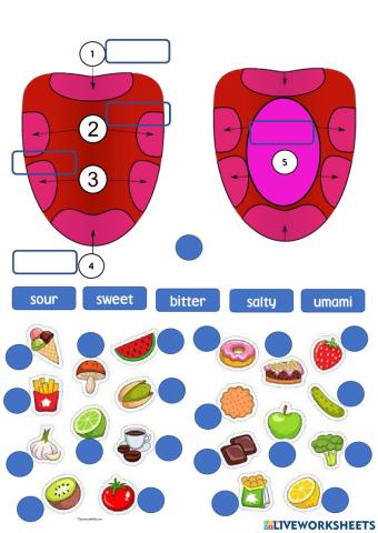 Tongue Parts