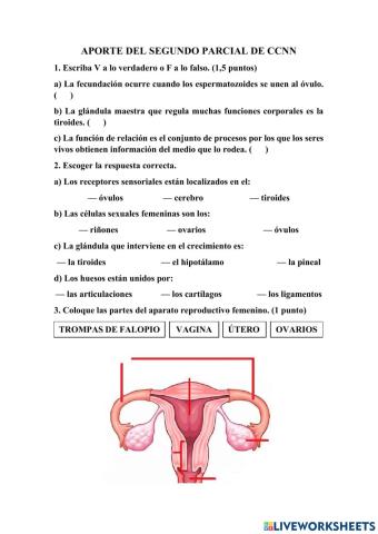 Aporte del 2° parcial de CCNN