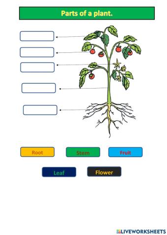 Parts of a plant