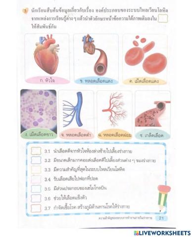 ใบงานสุขศึกษาเรื่องระบบไหลเวียนโลหิต2