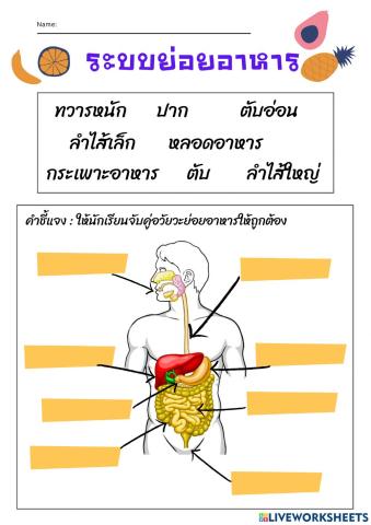 ระบบย่อยอาหาร