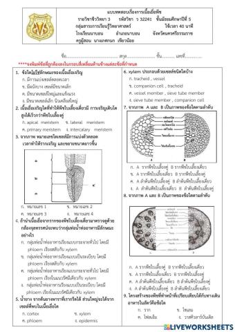 ข้อสอบเรื่องเนื้อเยื่อพืช