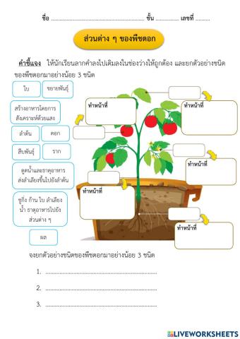 หน้าที่ส่วนต่าง ๆ ของพืชดอก