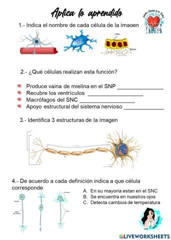 Células práctica 1