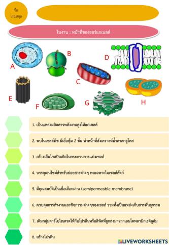 หน้าที่ของออร์แกเนลล์