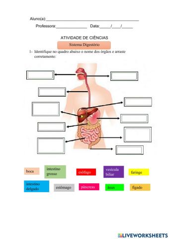 Sistema digestório e Sistema respiratório