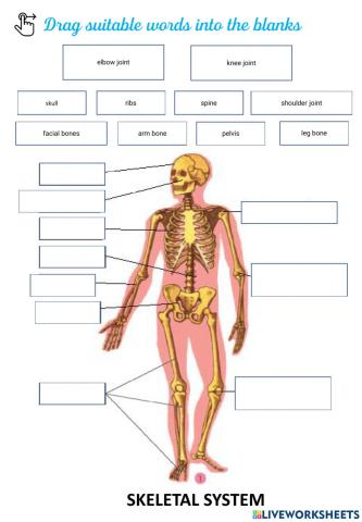 Skeletal System