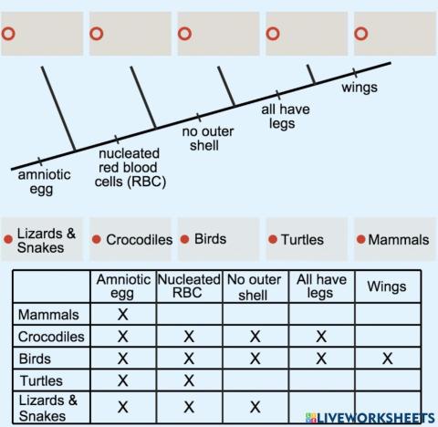 Phylogenetic tree