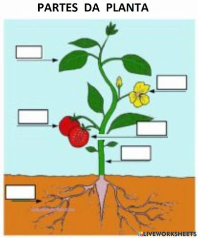 Partes da planta