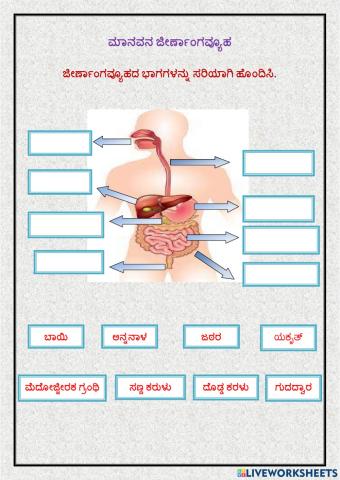 ಮಾನವನ ಜೀರ್ಣಾಂಗವ್ಯೂಹ