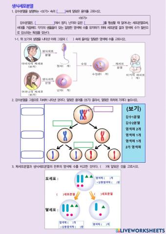 생식세포분열