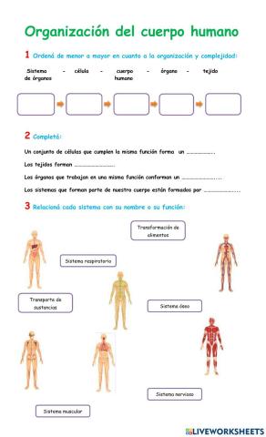 Organización del cuerpo humano