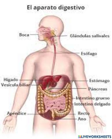 Sistema digestivo