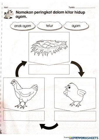 Kitar Hidup Ayam