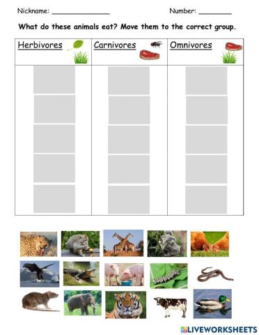 Herbivores, Carnivores & Omnivores