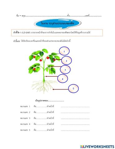 ส่วนประกอบของพืช