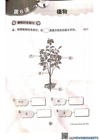 科学一年级：单元六（小评估）