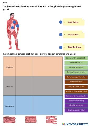 LKPD 1: Otot Manusia
