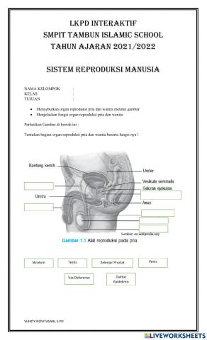 Organ reproduksi manusia