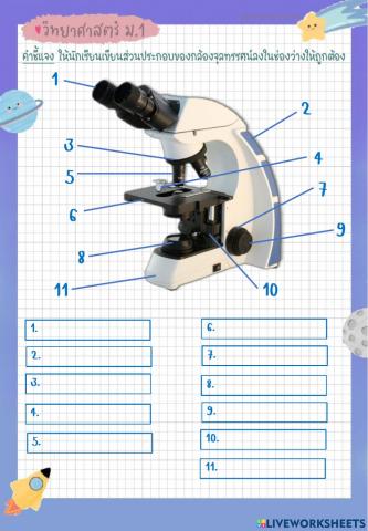 ใบงานที่ 3.1 การศึกษาเซลล์ด้วยกล้องจุลทรรศน์